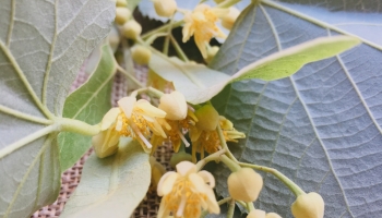 Linden tree's  flowers