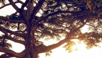 Cedar forest of Bonnieux