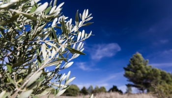 Se parfumer naturel et être éco-responsable ...