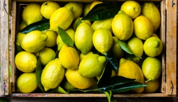 Fête du citron 